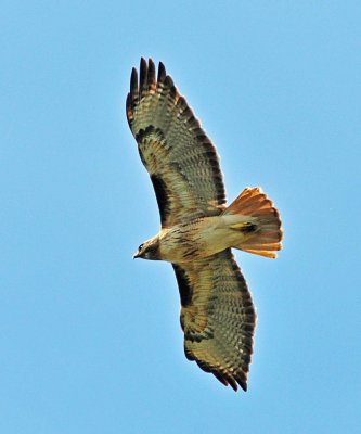 red tail hawk checking nests.JPG