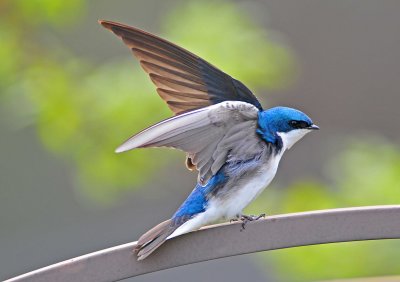 Tree Swallow taking off