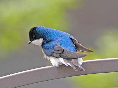 Tree Swallow in yard