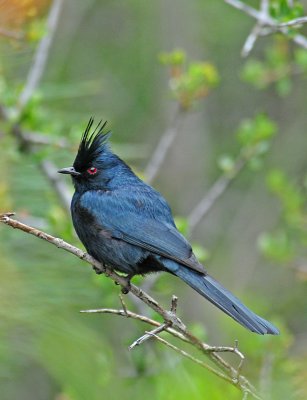 Male Phainopepla using flash 