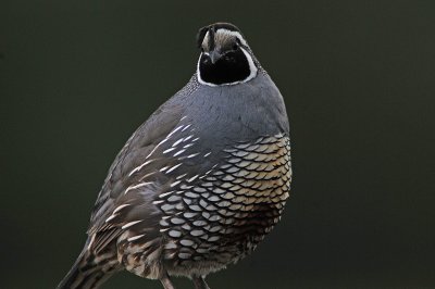 Quail in  our yard.JPG