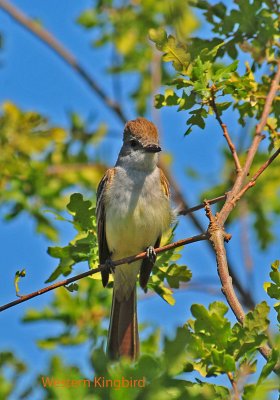 western kingbird.JPG