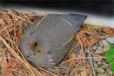 QUAIL ON NEST.JPG