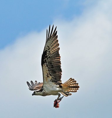 Osprey been fishing 5-30-2011