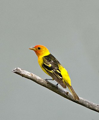 Western Tanager (male)