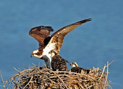 mother osprey and 2 young ones.JPG
