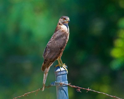2ND PICTURE COOPERS HAWK.jpg