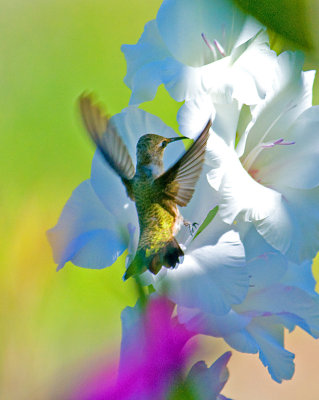 2nd hummer with flower.jpg