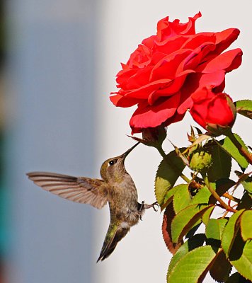 HUMMINGBIRD AFTER A ROSE.JPG