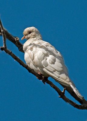 White Dove