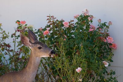 Deer eating roses in Oaks comunity