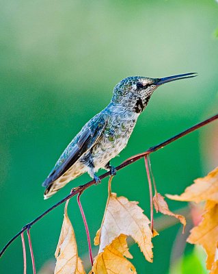 BACK YARD HUMMER.jpg