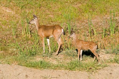 Doe and fawn on tuesday.JPG