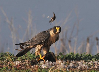 Peregrine falcon eating a duck