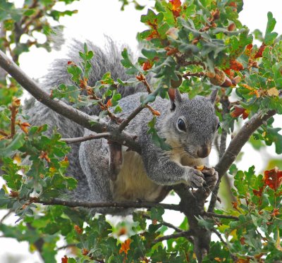 squirrel eating in our tree copy.jpg