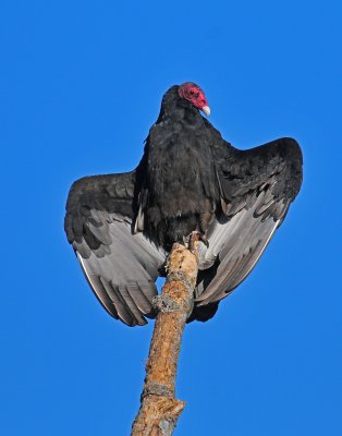 VULTURE 4.jpg