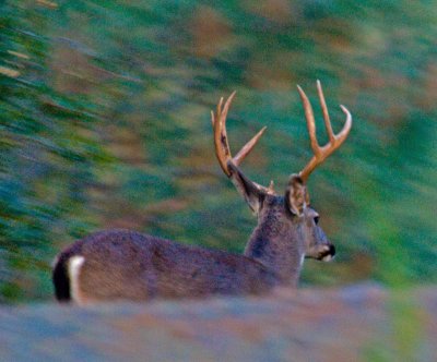 Deer behind our houseloves our flowers.jpg