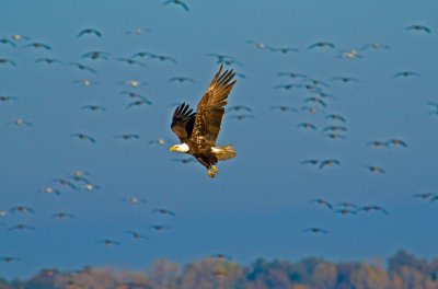 BALD EAGLE