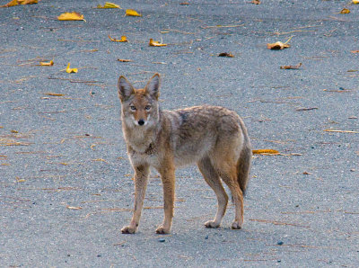 coyote in the Oaks
