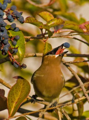 WAXWING 4.jpg