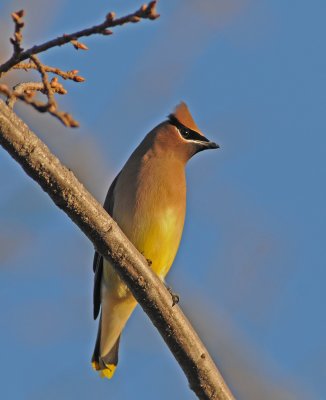 nice wax wing