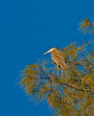 heron ready to fly.jpg