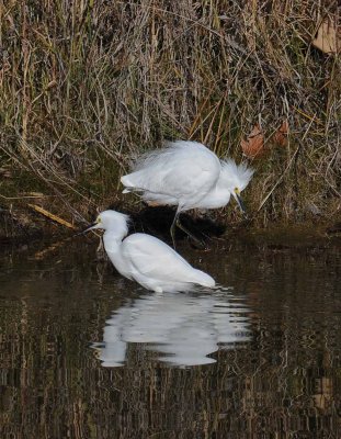 snowing Egrets in feather river.jpg
