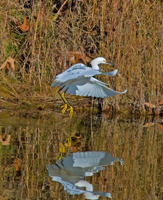 egret taking off.jpg