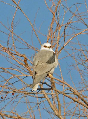 white tailed Kite.jpg