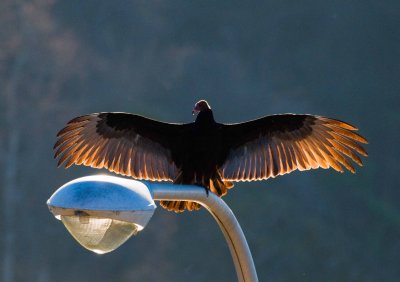 Turkey Vulture Posing on feather river.jpg
