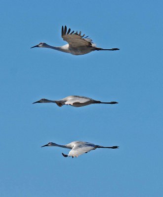 CRANES IN DIFFERENT FORMATIONS.jpg