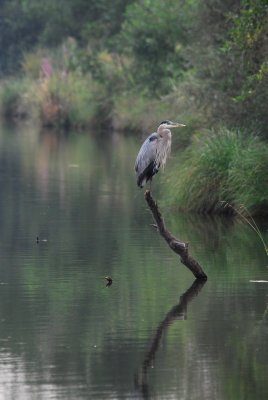 heron in river.jpg