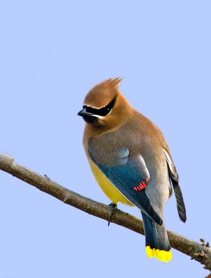 cedar waxwing in feb.jpg