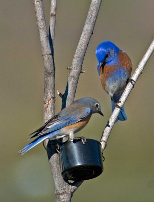 pair of blue birds.jpg