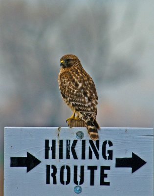  hawk in gray lodge on friday.JPG