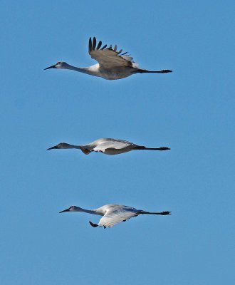 three flying cranes in rice fields.JPG