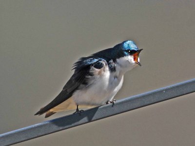 swallow 2.JPG