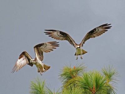 COUPLE TAKING OFF.JPG