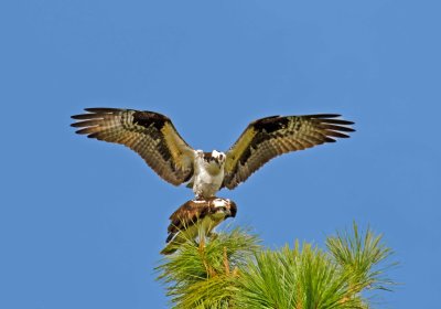 SAME COUPLE OF OSPREY.JPG