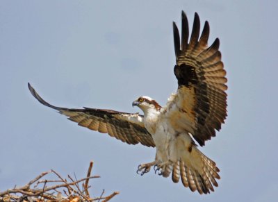 Osprey checking the nest.JPG