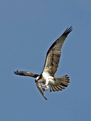 OSPREY WITH A FISH.JPG