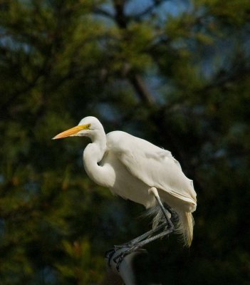 2ND EGRET.jpg