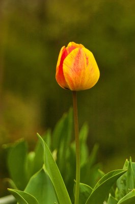 TULIP IN MY YARD