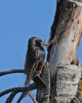 european starling building nest.jpg