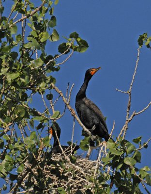 cormorant in nest.jpg