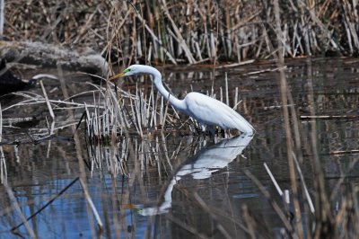 Egret Fishing.jpg