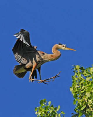 Blue Heron landing in nest.jpg