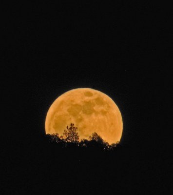 moon  tree.jpg
