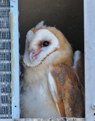 Barn Owl.jpg