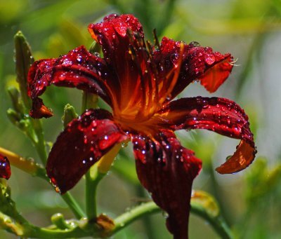 newst flower all wet.jpg